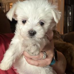 Maltese Puppies from Ayres to Heirs Puppy Co.