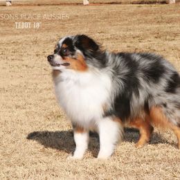 Teddy - Miniature Australian Shepherd