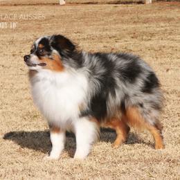 Teddy - Miniature Australian Shepherd