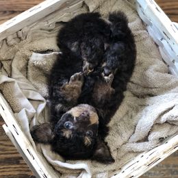 Aussiedoodles and Poodles from Ohana Companions