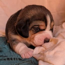 Sir Arthur - Black white and tan male Beagle puppy in Colville, Washington from Rosehaven Homestead
