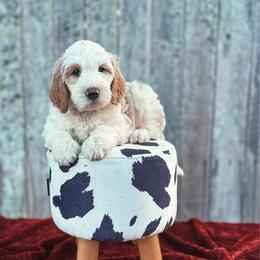 Foxglove (Fox) - Parti male Labradoodle puppy in Elizabeth City, North Carolina from Howdy Doodles
