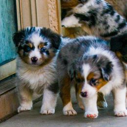 Miniature Australian Shepherd Puppies from Rockin D Mini Aussies