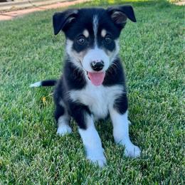 Boy 1 - Tri-color male Border Collie puppy in Centerville, Washington from Forthright Farms
