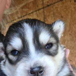 Girl 2 - Agouti and white female Siberian Husky puppy in Dover, Kentucky from Blevins Hill Top Huskies