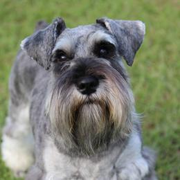 Anna - Miniature Schnauzer