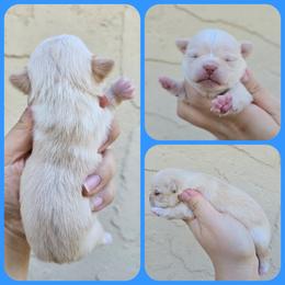 Boy 1 - Cream male Chihuahua puppy in Vineland, New Jersey from Royal Companion's