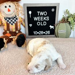 Francis - Yellow and white male Bernedoodle puppy in Sparrows Point, Maryland from Rosie’s Puppies