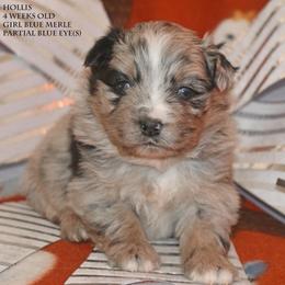 Hollis - Blue merle female Miniature Australian Shepherd puppy in Patterson, North Carolina from DreamLine Aussies