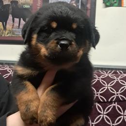 Boy 2 - Black and mahogany male Rottweiler puppy in De Witt, Iowa from Irish Eyes Kennels