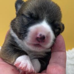 Yellow boy - Sable male Pembroke Welsh Corgi puppy in Adairsville, Georgia from R&R Corgis