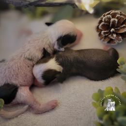 Chinese Crested Puppies from Crestie Charm Cottage