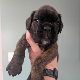 Kolos - Brindle male Boxer puppy in Campbellsville, Kentucky from Bellbox German Boxers