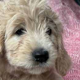 Goldendoodles from Nala’s Pride
