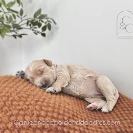 Bree - Apricot female Goldendoodle puppy in Madisonville, Kentucky from Carlie and Co. Goldendoodles