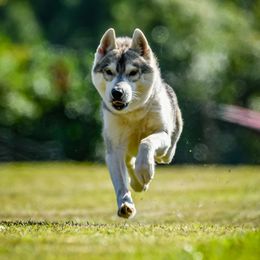 Zeus - Siberian Husky