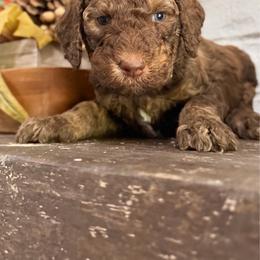 Titan - Chocolate male Goldendoodle puppy in Arlington, Texas from Chambers Doodle Patch