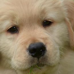 Golden Retriever Puppies from Lone Rock Goldens