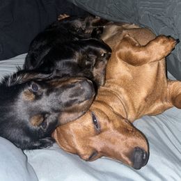 Dachshunds from Doxie Delights