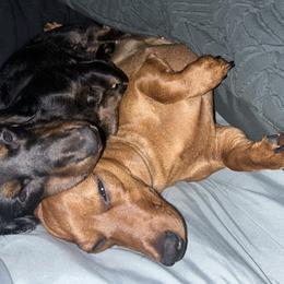 Dachshunds from Doxie Delights