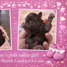 Pink girl - Liver female Shih Tzu puppy in Berkeley Springs, West Virginia from Sandridge Shih Tzus