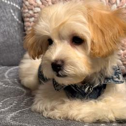 Jack - Cream male Maltipoo puppy in Bakersfield, California from Silvia's Maltipoos