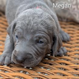 Megan - Blue female Weimaraner puppy in Evart, Michigan from Drehbar Weimaraners