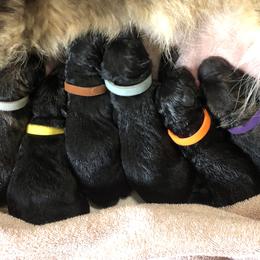 2nd Pick female - Sable female German Shepherd puppy in Elkmont, Alabama from Oakmont Shepherds