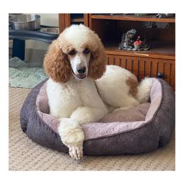Hattie - Poodle