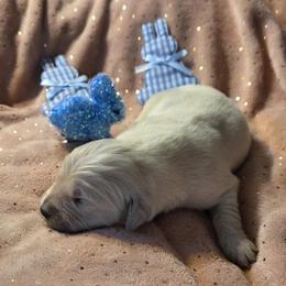 Sunday boy 4 - Light golden male Golden Retriever puppy in Niles, Michigan from Family Raised Goldens