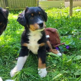 Ash Nion - Black tri male Miniature American Shepherd puppy in Cleveland, Ohio from Double Moon