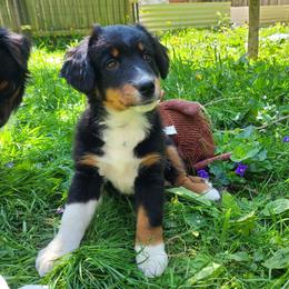 Ash Nion - Black tri male Miniature American Shepherd puppy in Cleveland, Ohio from Double Moon