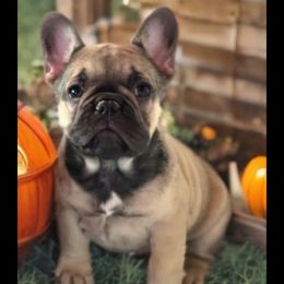Girl 5 - Fawn female French Bulldog puppy in Crane, Missouri from James River French Bulldogs