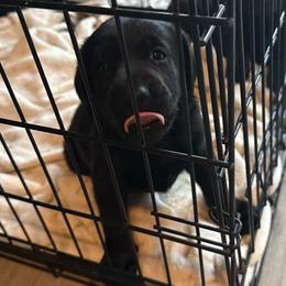 Summer - Black female Labrador Retriever puppy in Long Valley, New Jersey from Long Valley Labradors