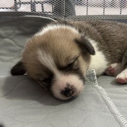 Pembroke Welsh Corgi Puppies from Temperance Farm Corgis