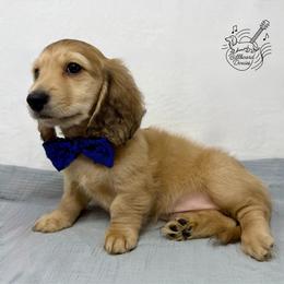 Falcon - Cream male Dachshund puppy in Pulaski, Tennessee from Billboard Doxies