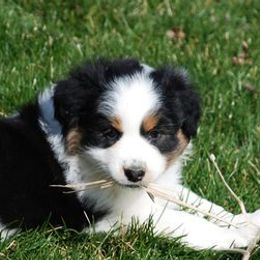Australian Shepherds and Pembroke Welsh Corgis from Tyler Shupe's Australian Shepherds and Pembroke Welsh Corgis