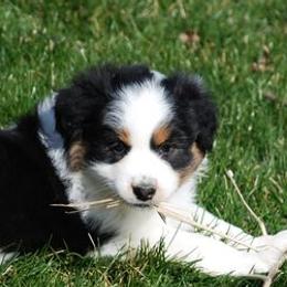 Australian Shepherds and Pembroke Welsh Corgis from Tyler Shupe's Australian Shepherds and Pembroke Welsh Corgis