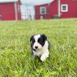 Bronco - Black and white male Border Collie puppy in Owenton, Kentucky from Three16 Ranch
