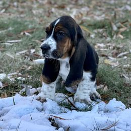 Basset Hound Puppies from Plummer Mountain Kennels