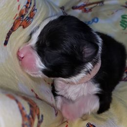 Australian Shepherd Puppies from Purple Tyger Creations