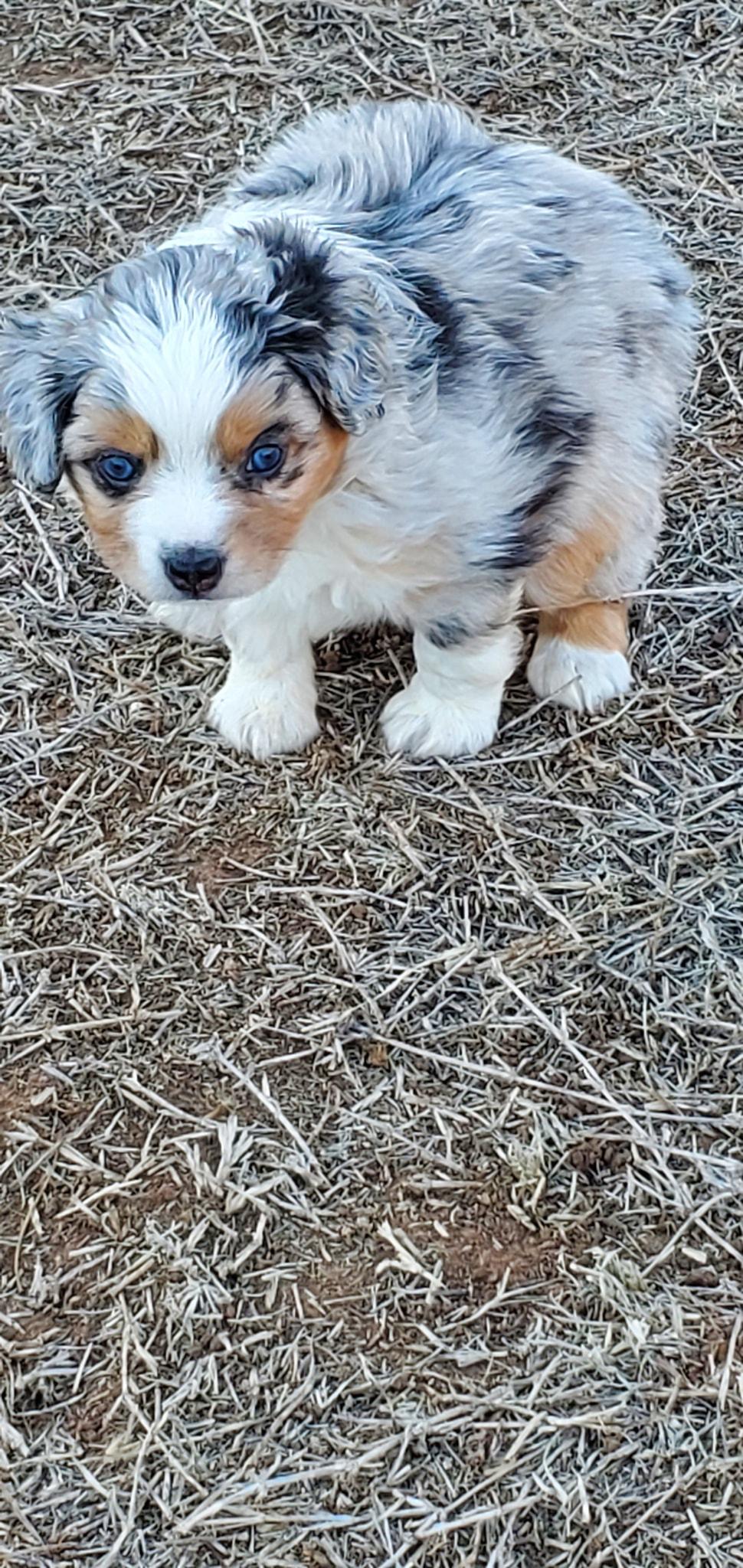 Schwandt Toy Mini Aussies in Oklahoma Miniature Australian Shepherd