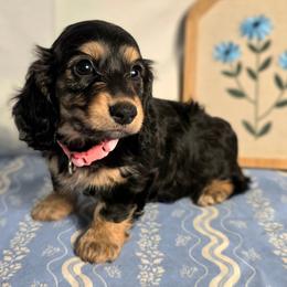 Sassy 2400 - Black and cream female Dachshund puppy in Lexington, Oklahoma from Long Doggy Acres Miniature Dachshunds