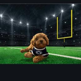 Cavapoo, Maltese, and Maltipoo All Grown Up from Carolina Canines