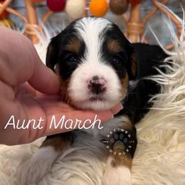 Aunt March - Tri-color female Bernedoodle puppy in Snohomish, Washington from Refined Doodles