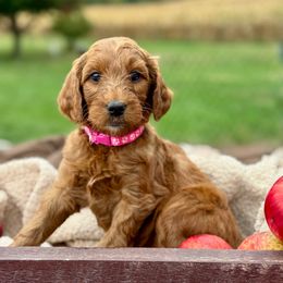 Pink - Red  female Goldendoodle puppy in Hesperia, Michigan from Red Acres Poodles & Doodles