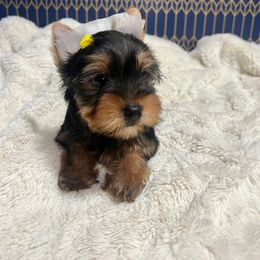 Boy 3 - Black and tan Yorkshire Terrier puppy in San Jose, California from Precious Yorkies