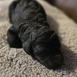 Black Boy - Black male Goldendoodle puppy in Brownsboro, Alabama from Enchanted Goldendoodles and Poodles of NE Alabama