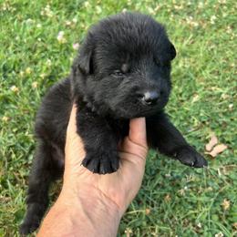 Black Collar, Black Male - Black male German Shepherd puppy in Milan, Illinois from Stonewick German Shepherds