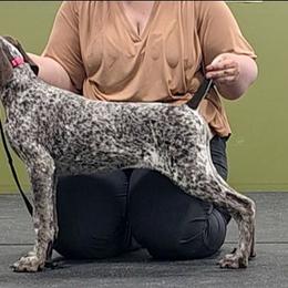 Tonya - Liver and white female German Shorthaired Pointer puppy in Kenai, Alaska from LakeHaus Kennels